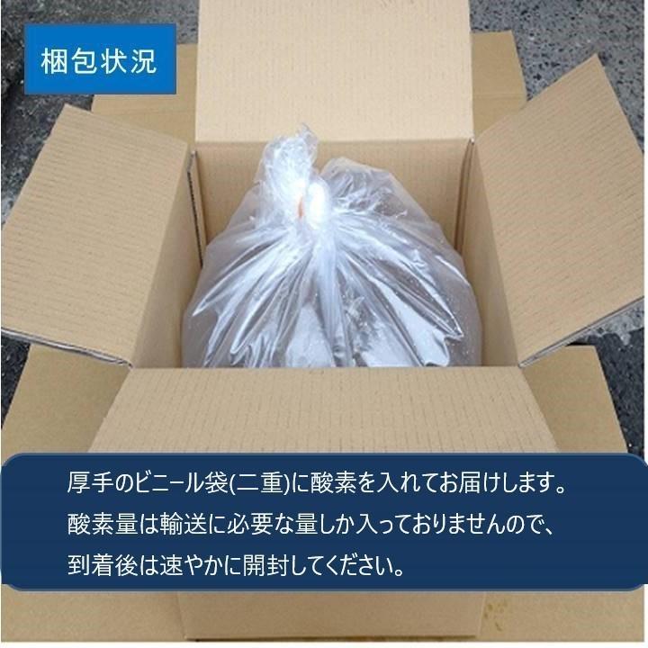 【 どじょう 日本一】 えさ どじょう 200g 小【約10cm 約40匹】 えさ 活どじょう 釣り エサ 熱帯魚 古代魚 エサ  (食用OK) ドジョウ 生き餌 生餌 生体 餌｜dojou-ookawa｜17