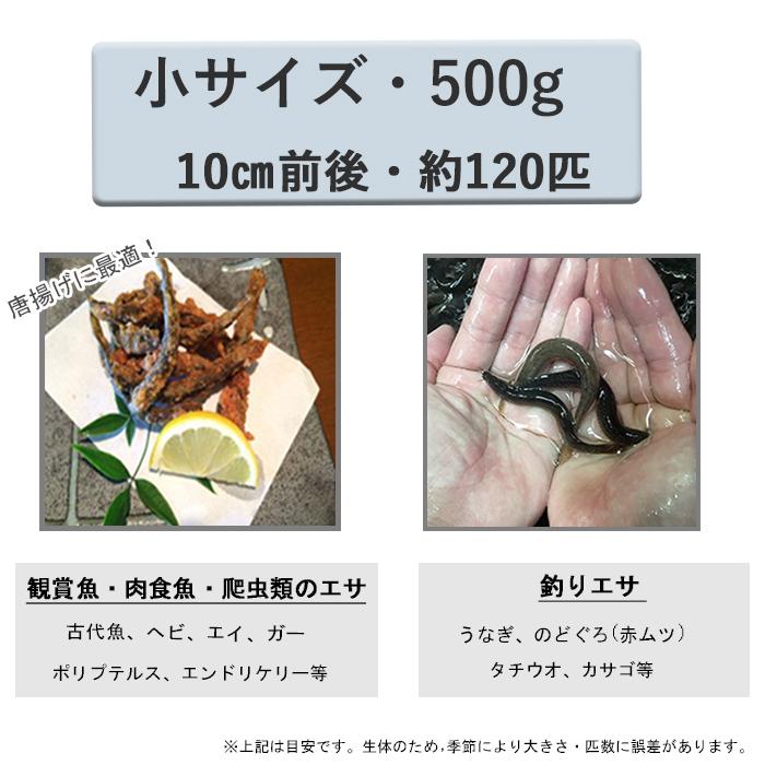 充実の品 どじょう 日本一 えさ 500g 小 約10cm 約1匹 活どじょう 釣り エサ 熱帯魚 古代魚 食用ok ドジョウ 生き餌 生餌 生体 餌 Aynaelda Com
