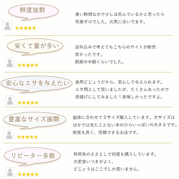 【 どじょう 日本一】 えさ どじょう 500g 小【約10cm 約120匹】 えさ 活どじょう 釣り エサ 熱帯魚 古代魚 エサ  (食用OK) ドジョウ 生き餌 生餌 生体 餌｜dojou-ookawa｜03