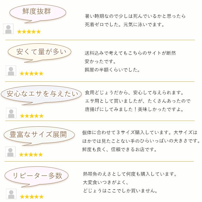 限定価格セール どじょう 日本一 えさ 1kg 小小 約7cm 約500匹 活どじょう 釣り エサ 熱帯魚 古代魚 食用ok ドジョウ 生き餌 生餌 生体 餌 Aynaelda Com