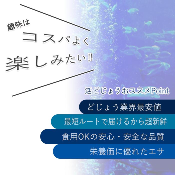 【 どじょう 日本一】 えさ どじょう 200g 小小 【約7cm 約100匹】 えさ 活どじょう 釣り エサ 熱帯魚 古代魚 エサ  (食用OK) ドジョウ 生き餌 生餌 生体 餌｜dojou-ookawa｜05