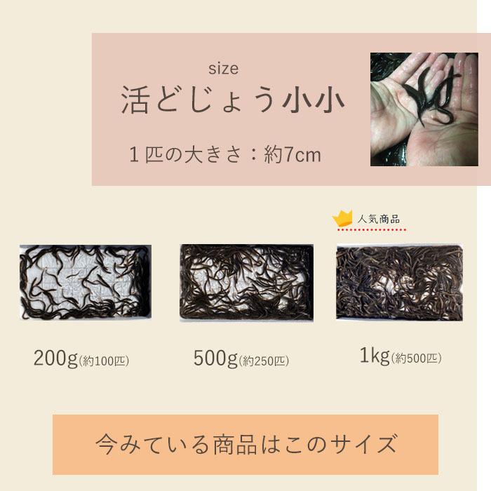 【 どじょう 日本一】 えさ どじょう 500g 小小 【約7cm 約250匹】 えさ 活どじょう 釣り エサ 熱帯魚 古代魚 エサ  (食用OK) ドジョウ 生き餌 生餌 生体 餌｜dojou-ookawa｜11