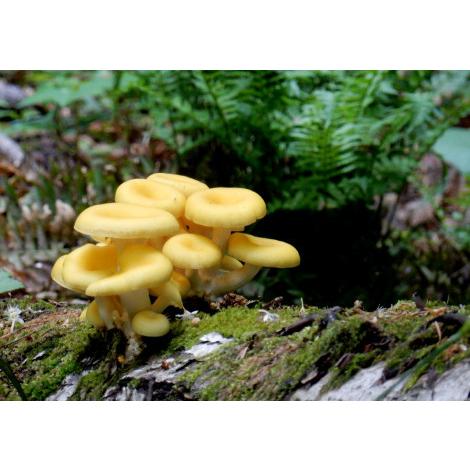 北海道産 無農薬栽培たもぎ茸のみ使用／添加物無したもぎ茸１００％パウダー／１０袋 Amazon | 京一屋 たもぎ茸 粉末 パウダー 200g 北海道産 国産 無