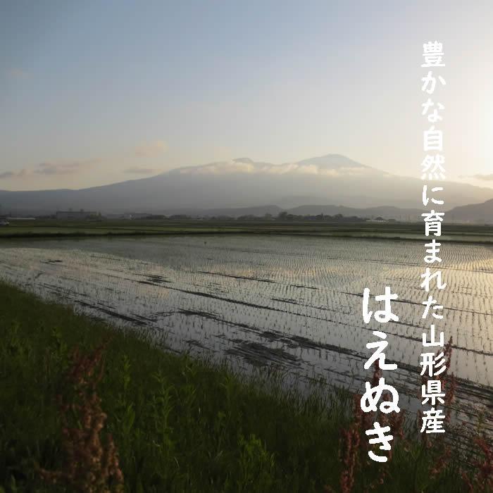 はえぬき お米 10kg 玄米 山形県 10kg×1袋 7年度産 : 庄内米産直店