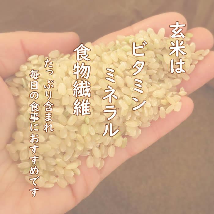 はえぬき お米 10kg 玄米 山形県 10kg×1袋 6年度産 : 庄内米産直 はえぬき お米 10kg 玄米 山形県 10kg×1袋 6年度産 : 庄内米産直