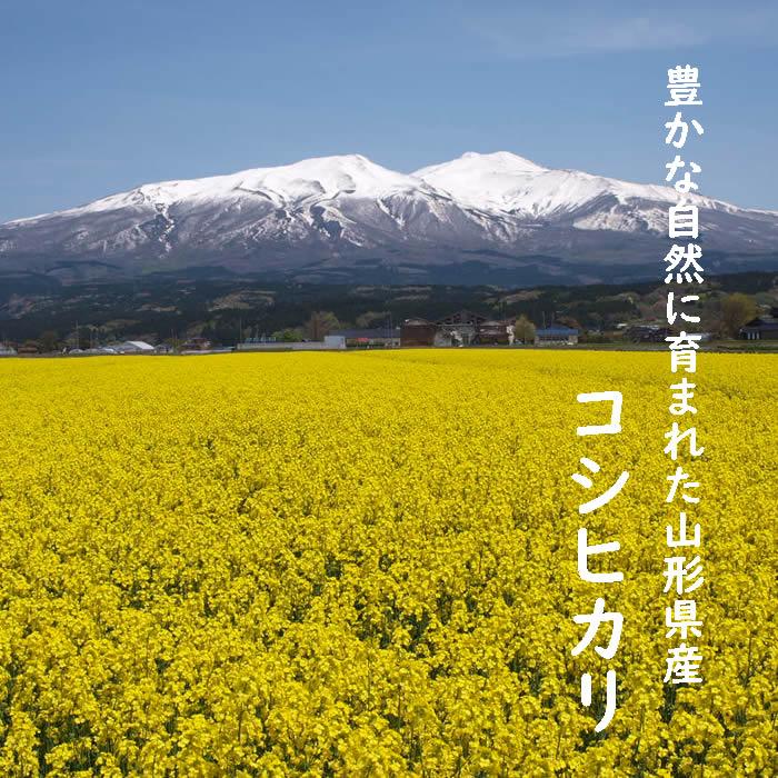 コシヒカリ お米 10kg 玄米 山形県 10kg×1袋 7年度産 : 庄内米産直店