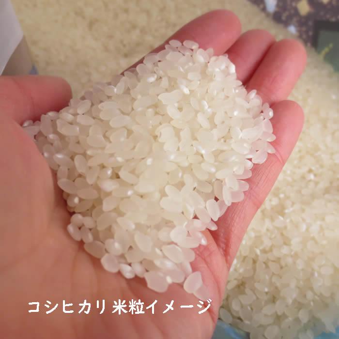 コシヒカリ お米 10kg 白米 山形県 10kg×1袋 7年度産 : 庄内米産直店