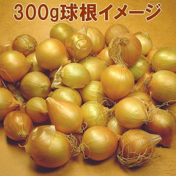 野菜 種 苗 ホームたまねぎ タマネギ 玉葱 球根 300g Naeho Mut 庄内米産直店 土門商店yahoo 店 通販 Yahoo ショッピング