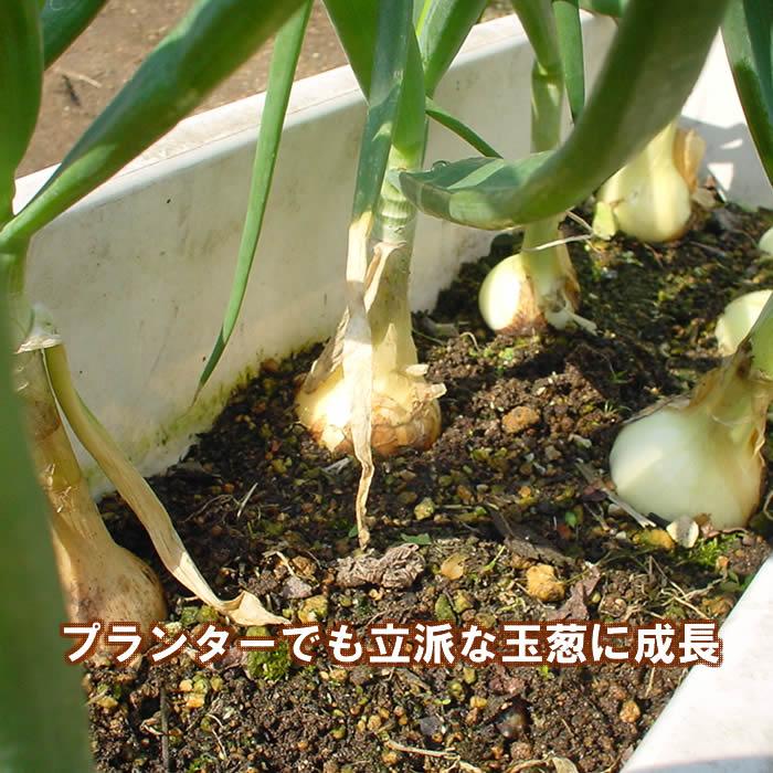 野菜・種/苗 ホームたまねぎ タマネギ 玉葱 球根 300g 国内産 : 庄内米