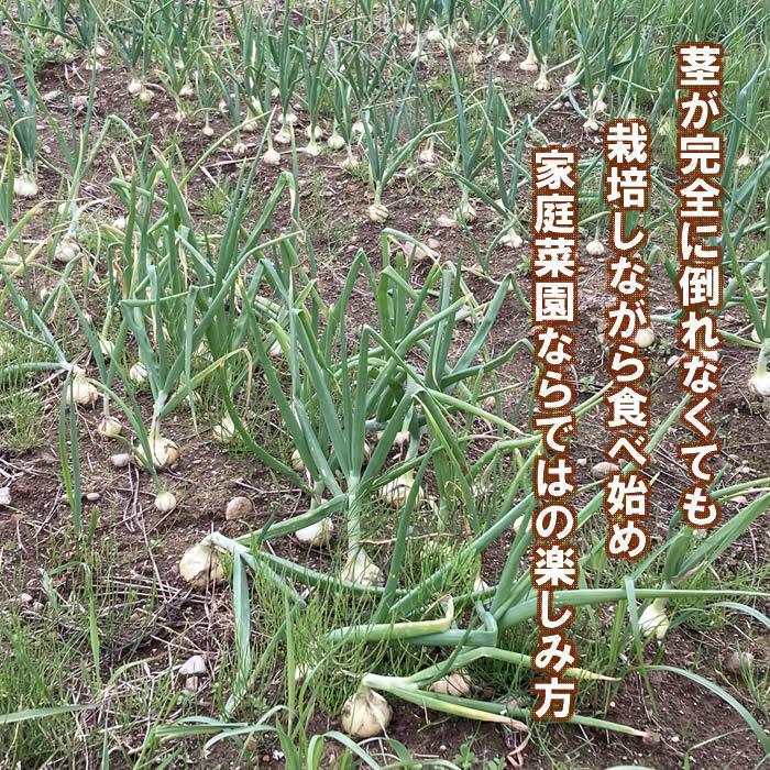 野菜・種/苗 ホームたまねぎ タマネギ 玉葱 球根 300g 国内産 : 庄内米
