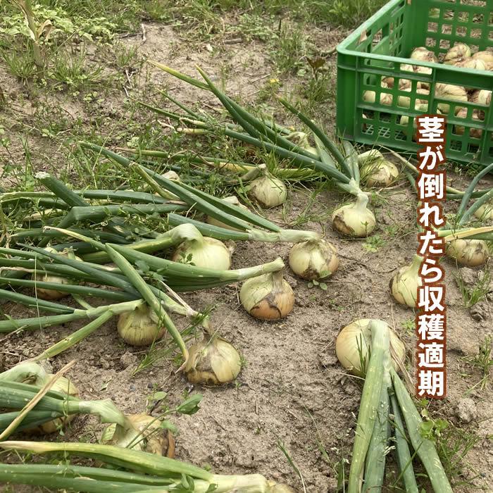 野菜・種/苗 ホームたまねぎ タマネギ 玉葱 球根 300g 国内産 : 庄内米