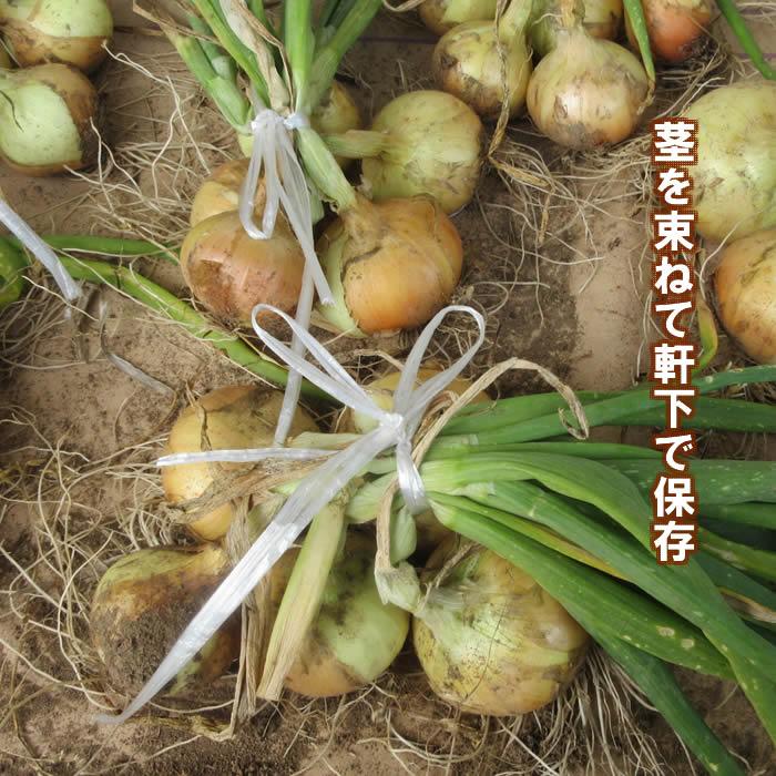 野菜・種/苗 ホームたまねぎ タマネギ 玉葱 球根 300g 国内産 : 庄内米