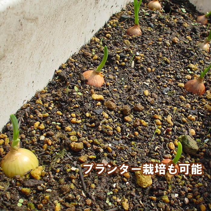 野菜・種/苗 ホームたまねぎ タマネギ 玉葱 球根 300g 国内産 : 庄内米