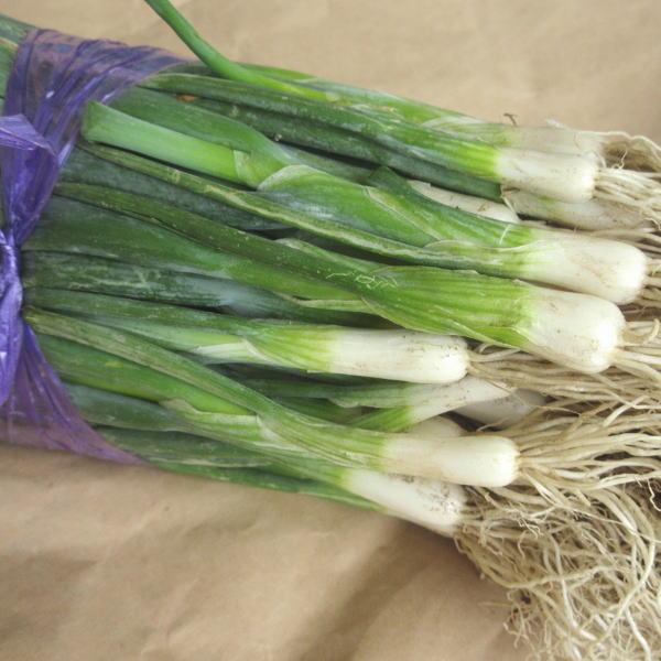 野菜・種/苗 ネギ苗 1束 約50本 : 庄内米産直店 土門商店Yahoo!店