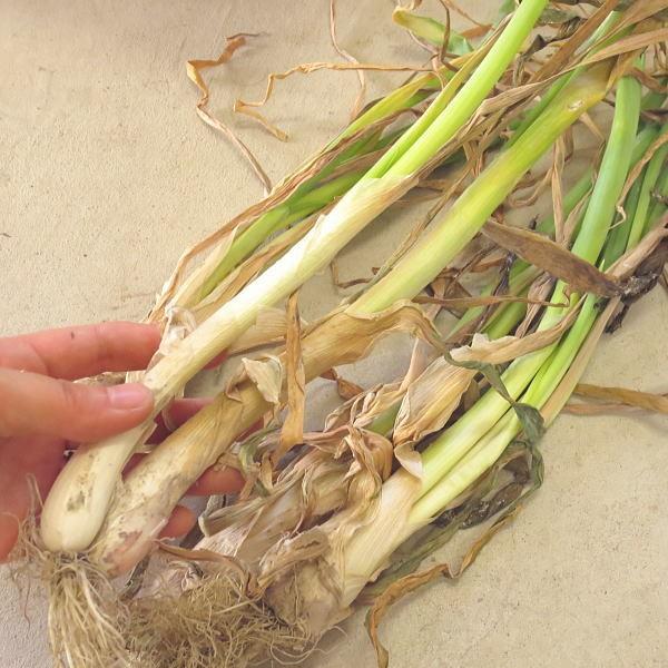 ネギ苗 九条干しネギ 1束 約800g〜900g : 庄内米産直店 土門商店Yahoo