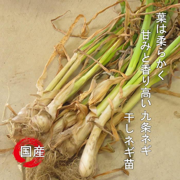 ネギ苗 九条干しネギ 1束 約800g〜900g 国内産 : 庄内米産直店 土門