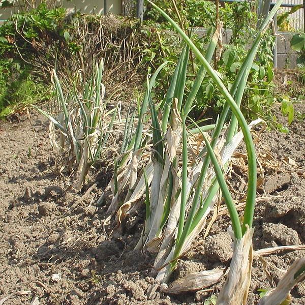 ネギ苗 九条干しネギ 1束 約800g〜900g : 庄内米産直店 土門商店Yahoo