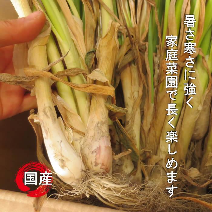 農家さん向け 八ヶ岳高原産 九条太ネギ干し苗 800本 八ヶ岳高原産九条