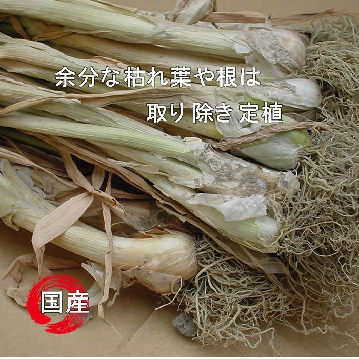 ネギ苗 九条干しネギ 1束 約800g〜900g 国内産 : 庄内米産直店 土門