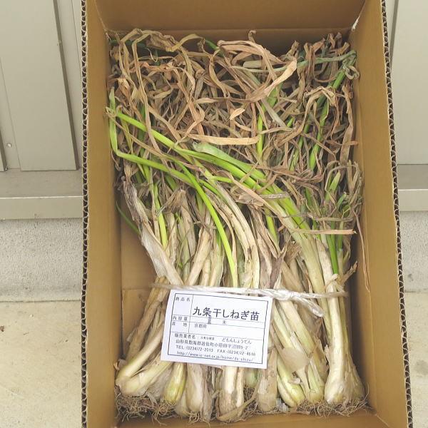 ネギ苗 九条干しネギ 1束 約800g〜900g : 庄内米産直店 土門商店Yahoo