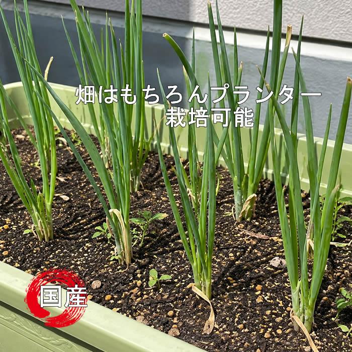 ネギ苗 九条干しネギ 1束 約800g〜900g 国内産 : 庄内米産直店 土門