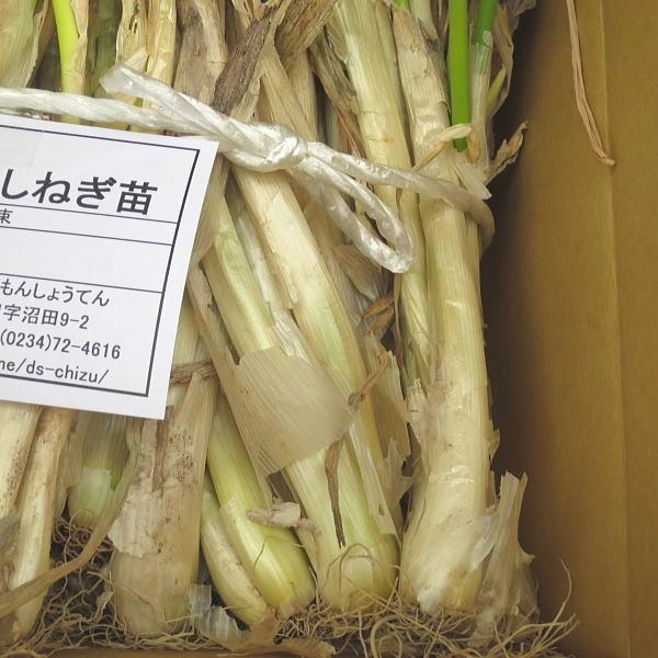 ネギ苗 九条干しネギ 1束 約800g〜900g｜domonkome｜06