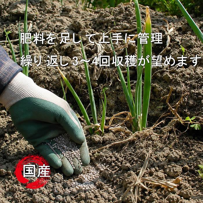 ネギ苗 九条干しネギ 1束 約800g〜900g 国内産 : 庄内米産直店 土門