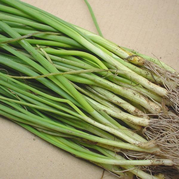 野菜・種/苗 玉葱苗 白 1束 約50本入 : 庄内米産直店 土門商店Yahoo!店