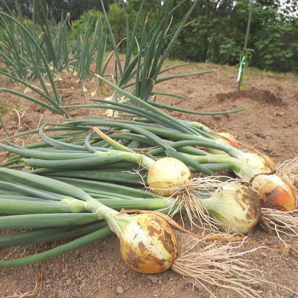 野菜・種/苗 玉葱苗 白 1束 約50本入 : 庄内米産直店 土門商店Yahoo!店