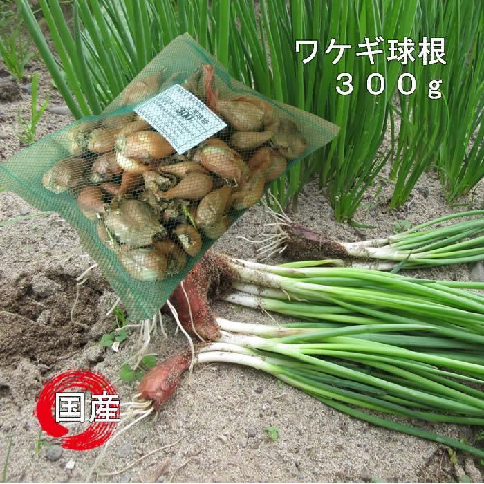 ワケギ種 球根 300g 国内産 : 庄内米産直店 土門商店Yahoo!店 - 通販