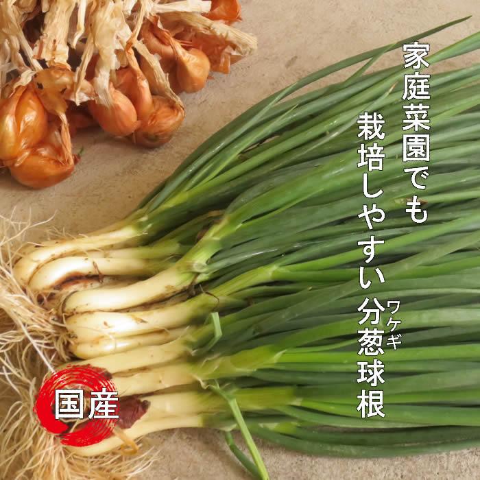 ワケギ種 球根 300g 国内産 : 庄内米産直店 土門商店Yahoo!店 - 通販