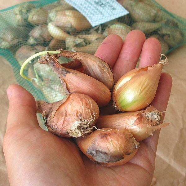 ワケギ種 球根 300g Naewakegi 庄内米産直店 土門商店yahoo 店 通販 Yahoo ショッピング