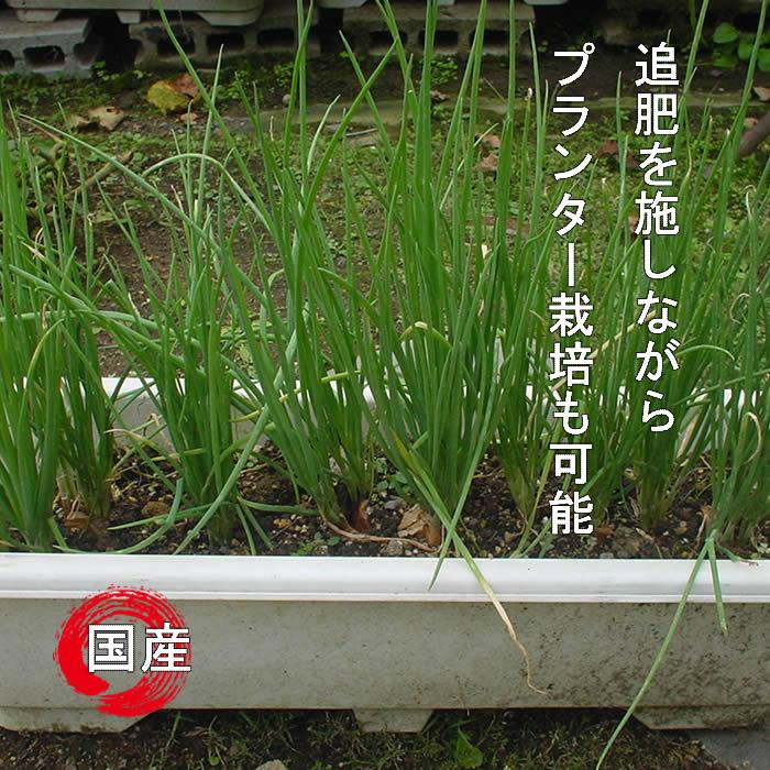 ワケギ種 球根 300g 国内産 : 庄内米産直店 土門商店Yahoo!店 - 通販