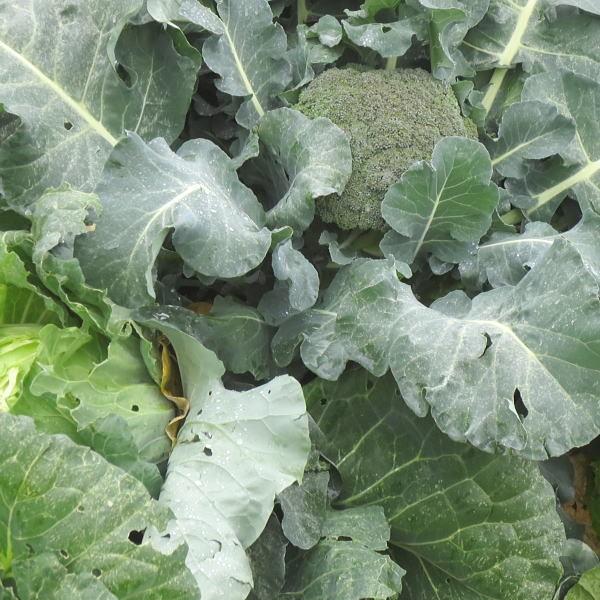 野菜の種/種子 ブロッコリー緑嶺 サカタ交配 1袋 1mL : 庄内米 野菜の種/種子 ブロッコリー緑嶺 サカタ交配 1袋 1mL : 庄内米