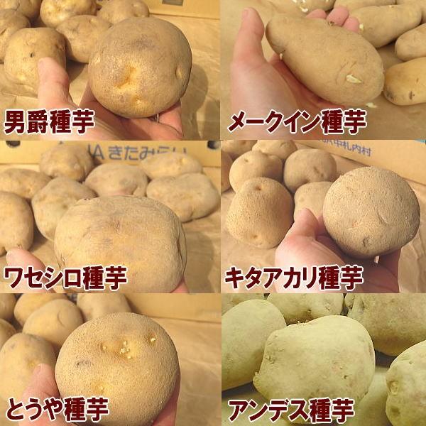 野菜 種 苗 春じゃがいも種芋 植え比べセット3kg 500g 6品種 馬鈴薯種芋 Taneimobaresyo6 庄内米産直店 土門商店yahoo 店 通販 Yahoo ショッピング
