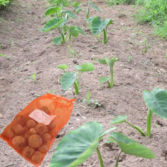 野菜・種/苗 石川早生 里芋 サトイモ 種芋 1kg（Yahoo!・庄内米産直店 土門商店Yahoo!店）