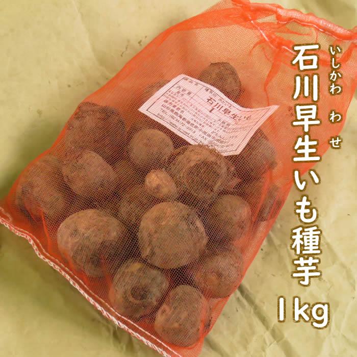 野菜・種/苗 石川早生 里芋 サトイモ 種芋 1kg｜domonkome｜03
