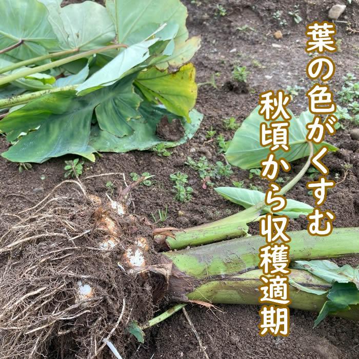 野菜・種/苗 石川早生 里芋 サトイモ 種芋 1kg｜domonkome｜07