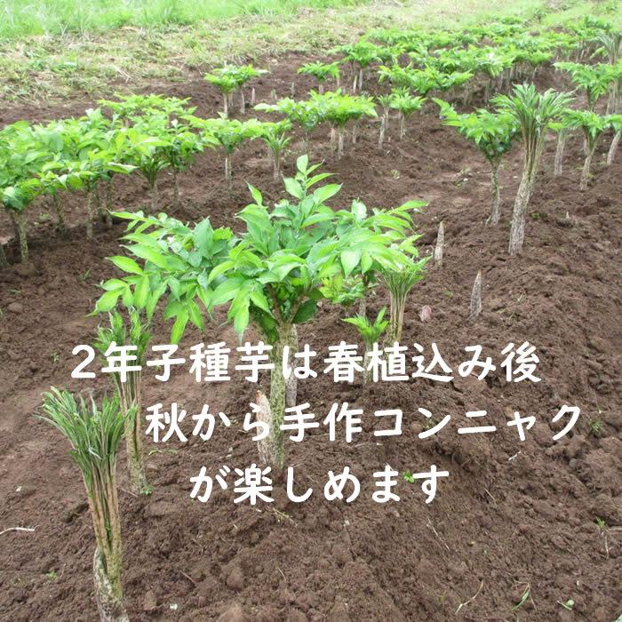 野菜・種/苗 コンニャク種芋 あかぎおおだま 2年子 5球｜domonkome｜04