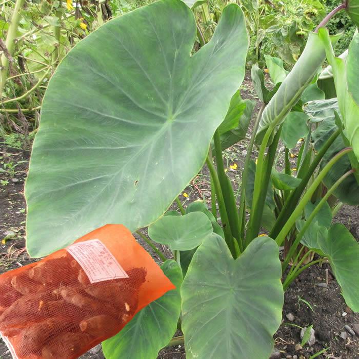 野菜・種/苗 京いも/タケノコイモ 里芋 種芋 1kg : 庄内米産直店 土門