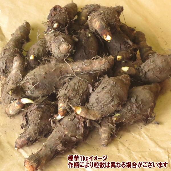 野菜 種 苗 京いも タケノコイモ 里芋 種芋 1kg Taneimokyoimo 庄内米産直店 土門商店yahoo 店 通販 Yahoo ショッピング