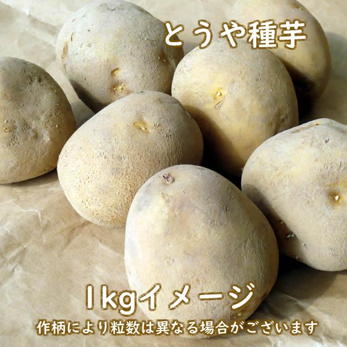 野菜・種/苗 春じゃがいも種芋 とうや 馬鈴薯種芋 1kg : 庄内米産直店