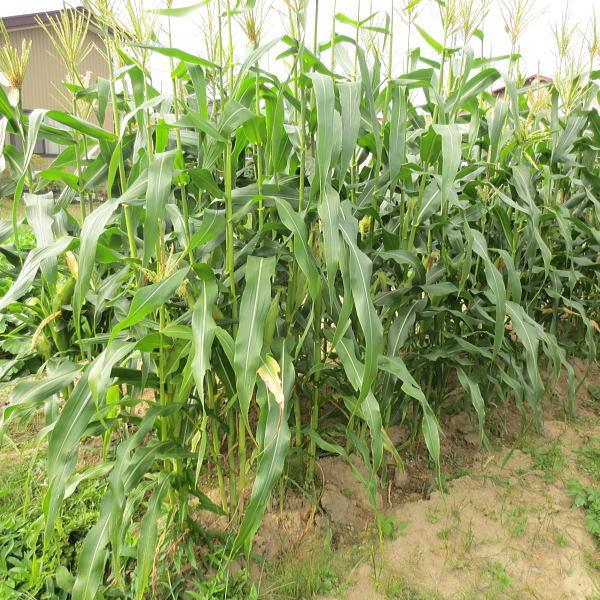 野菜の種/種子 みわくのコーンゴールドラッシュ サカタ交配 1袋 野菜の種/種子 みわくのコーンゴールドラッシュ サカタ交配 1袋