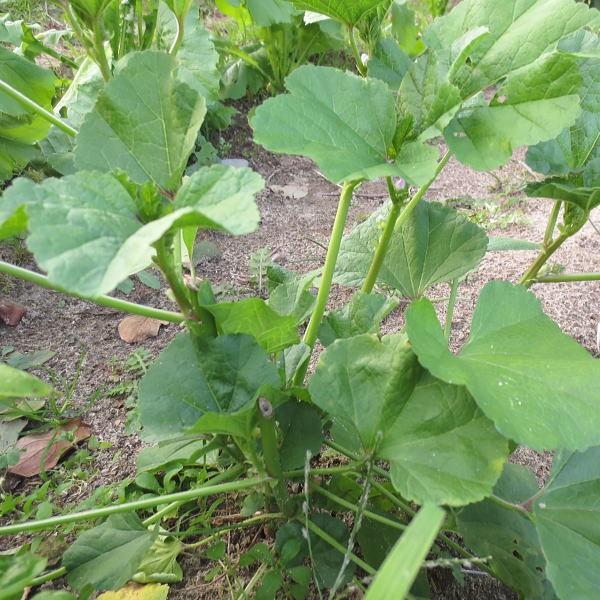 野菜の種 種子 オカノリ 1袋 1 5ml Taneokanori 庄内米産直店 土門商店yahoo 店 通販 Yahoo ショッピング