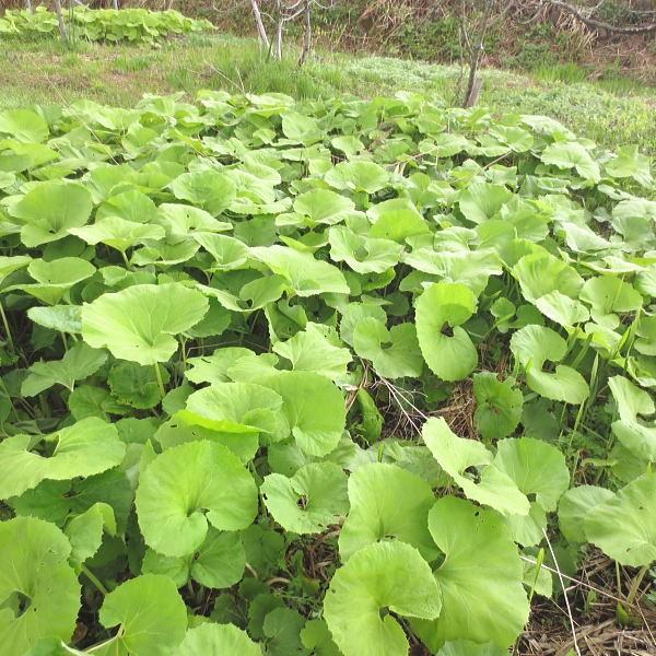 ふき 1kg 山菜 野草 山形県産 /クール便 : 庄内米産直店 土門商店Yahoo
