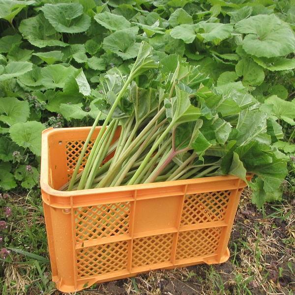 ふき 1kg 山菜 野草 山形県産 /クール便 : 庄内米産直店 土門商店Yahoo