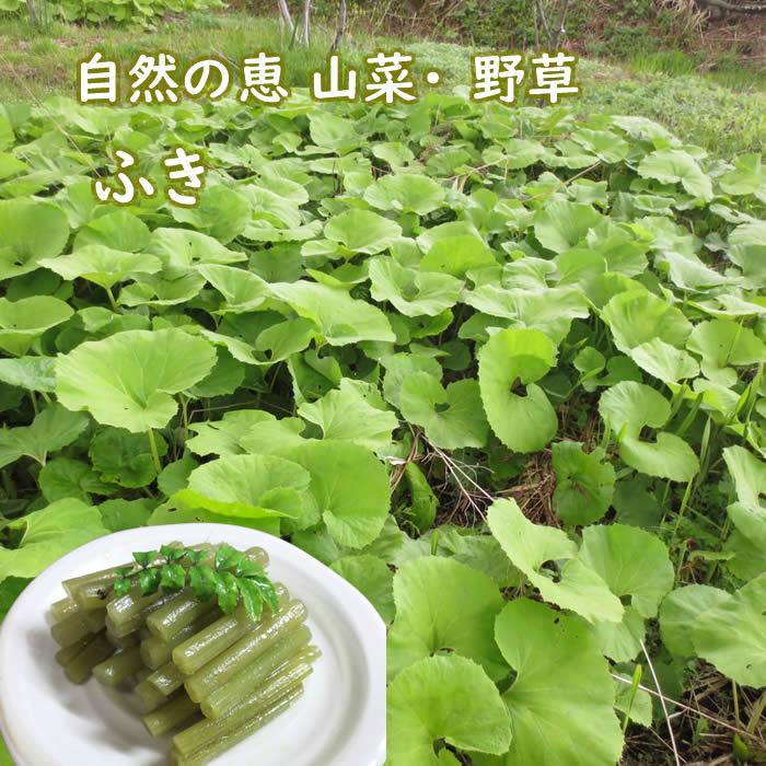 ふき 2kg 山菜 野草 山形県産 /クール便の画像