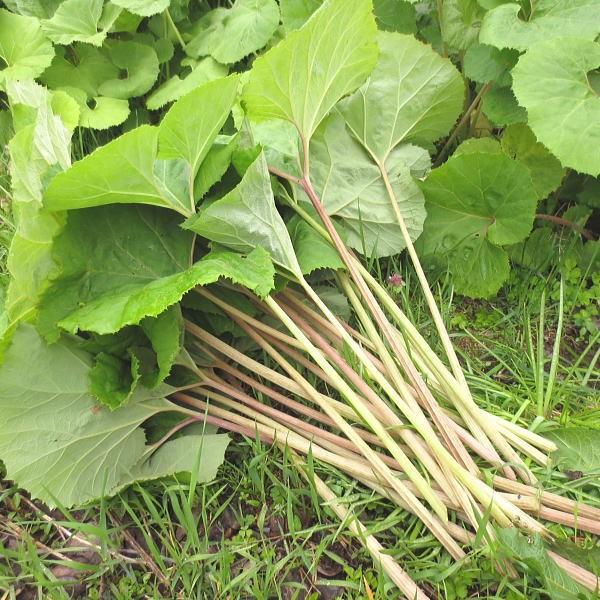 ふき 2kg 山菜 野草 山形県産 クール便 Tokusfuki2 庄内米産直店 土門商店yahoo 店 通販 Yahoo ショッピング