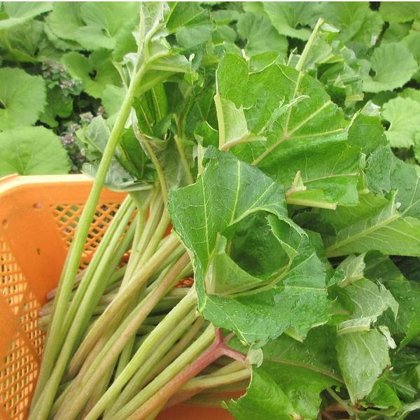 ふき 2kg 山菜 野草 山形県産 /クール便の画像