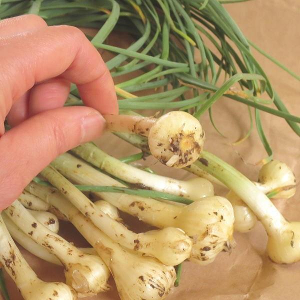 ノカンゾウ200g 　採取　当日発送　無農薬　山菜　新鮮 ノカンゾウ200g 採取 当日発送 無農薬 山菜 新鮮 天然ノカンゾウ 300g
